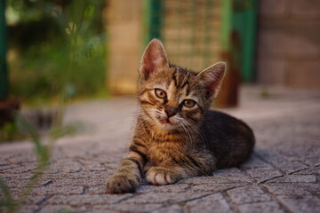 tabby kitten is lying on the stone floor of the courtyard in summer, rest pets outdoors portrait posing cute little cat.