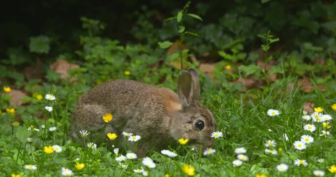 Rabbit grazing bites green grass and daisy wild flower stems