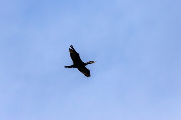 Fototapeta premium Group of great cormorant (Phalacrocorax carbo) in flight on sky background.
