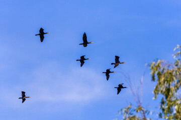 Group of great cormorant (Phalacrocorax carbo) in flight on sky background.