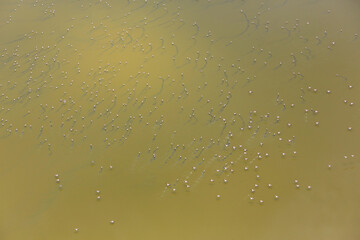 Aerial view of a flock of lesser flamingos over Lake Little Magadi in the Great Rift Valley. Little Magadi is part of Lake Magadi, the southernmost lake in the Kenyan Rift Valley, north of Tanzania.