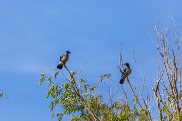 The grey crow (Corvus tristis), formerly known as the bare-faced crow