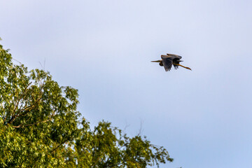 Grey heron bird (Ardea cinerea) in Danube Delta from Romania