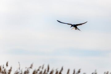 Whiskered Tern in Flight (Chlidonias hybridus)