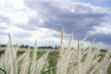 Fototapeta premium Poaceae Grass Flowers Field and blurred with sky background