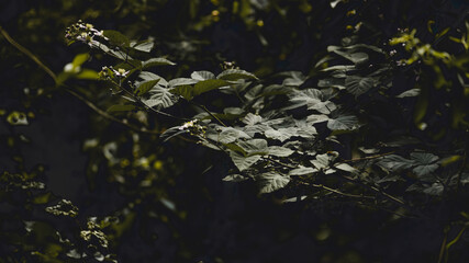 Climatic leaves in my garden
