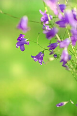 Purple flowers of field bluebells