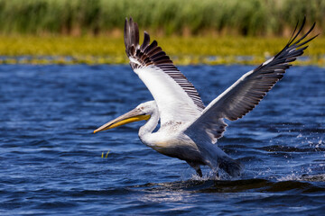 Fototapeta na wymiar White Pelican (Pelecanus erythrorhynchos) ready to flying
