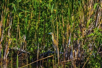 The squacco heron (Ardeola ralloides) in the Danube Delta Biosphere Reserve in Romania