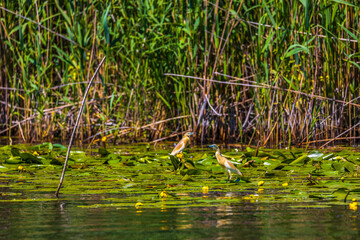 The squacco heron (Ardeola ralloides) in the Danube Delta Biosphere Reserve in Romania