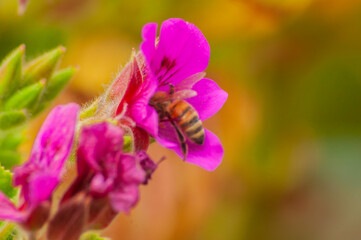 Flores abejas polinización plantas insectos naturaleza 