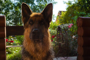 german shepherd dog