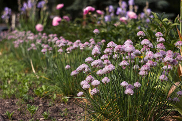 Fototapeta premium Allium schoenoprasum - bulbous ornamental plant with pink flowers, a plant for decorating urban flower beds