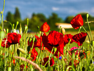 Fototapeta premium Mohnblumen