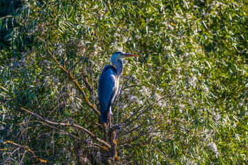 Grey heron bird (Ardea cinerea) in Danube Delta from Romania