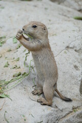 Cute young animal: a close up of a prairie dog eating some salad