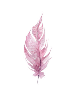 Hand drawn watercolor pink feather illustration on white background