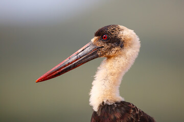 Portrait of a Wooly necked stork in Zimanga Game Reserve in Kwa Zulu Natal in South Africa