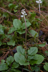 Common Wintergreen Pyrola minor