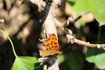Papillon Robert le Diable