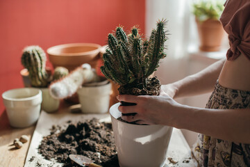 Young woman transplant cacti at home. Close-up of a hand