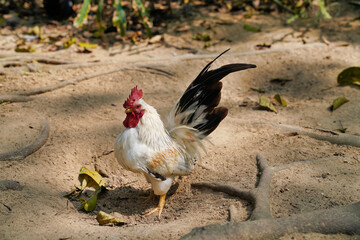 beautiful rooster walks on the sand in the park