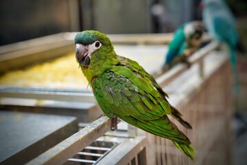 red-shouldered macaw is a bird of the parakeet family