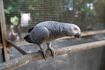  jacko the parrot sits on a branch in the zoo	