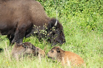 Fototapeta premium Elk Island National Park Alberta Canada, June 7, 2020: Bison roam free after being re-introduced back into their natural habitat and offer a rare glimpse of the past for campers and eco tourists.