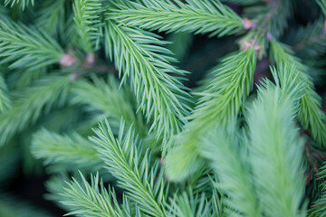 Young green spruce branches needles close-up selective focus natural background