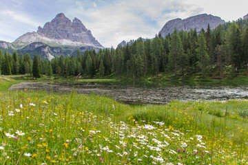 Incredible nature landscape in Dolomites Alps. Spring blooming meadow. Flowers in the mountains. Spring fresh flowers.