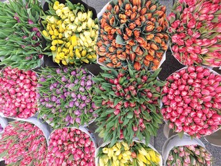 red and yellow flowers