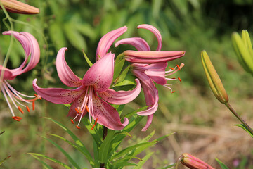 Two pink flowers in the middle, closed buds on the right, one petal bent up and stamens down on the...