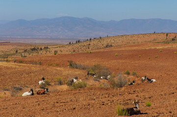 Animales cabras caprinos desierto pastando paisajes naturaleza.