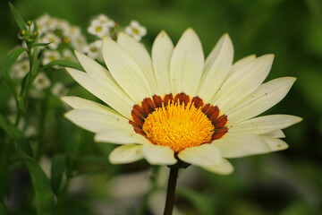 Obraz premium white daisy flower