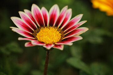 red dahlia flower