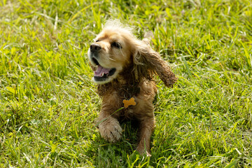 Happy and active cocker spaniel walking in the park. Dog playing outdoors in the grass on a sunny summer day.
