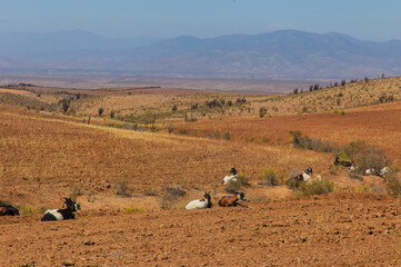Animales cabras caprinos  desierto pastando paisajes naturaleza.
