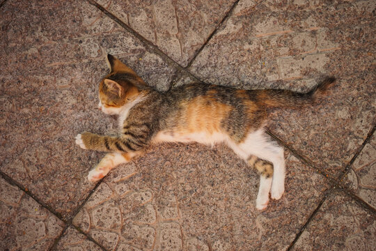 A beautiful calico kitten lying on a stone floor in a pose as if it were flying or jumping. Cat is sleeping.
