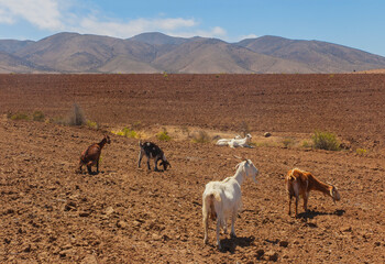 Animales cabras caprinos  desierto pastando paisajes naturaleza.