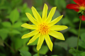 yellow flower on green background