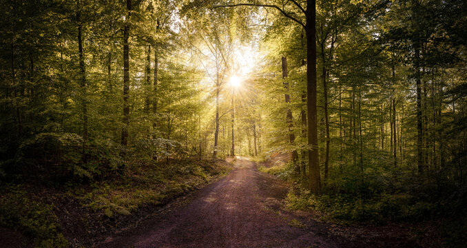Beautiful Path in the forest with sunrays