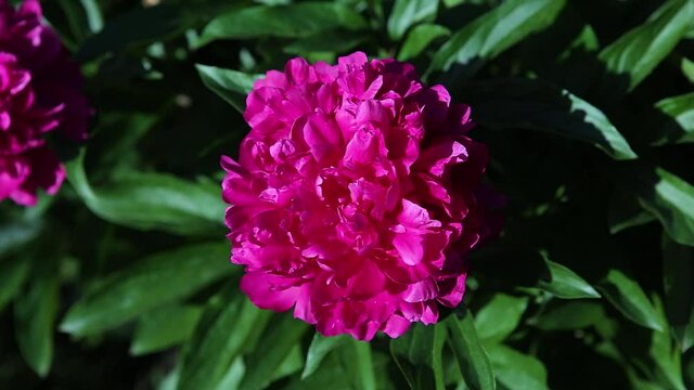 The flower of pink peony with green leaves swings in the wind. Close-up