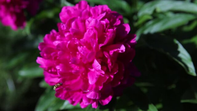 A wasp sits on a pink peony flower with green leaves. Panorama. Close-up