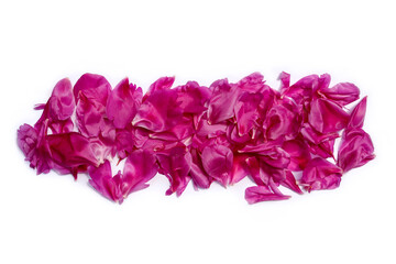 beautiful peony petals on white background