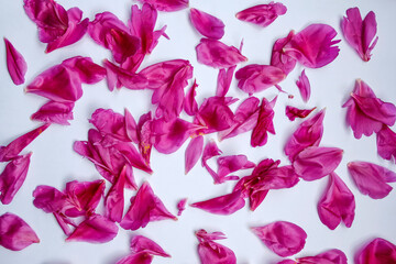 pink peony flower petals on white paper background, flat lay