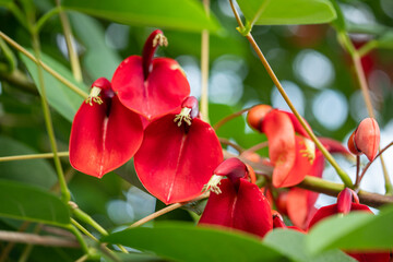 赤いスプーンのような花が咲く庭木/コーラルツリー/カイコウズ （海紅豆）/アメリカデイゴ