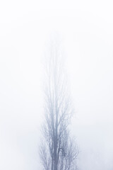 Tree in the foggy winter day