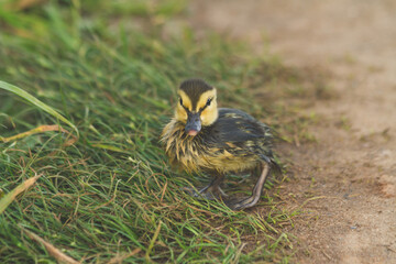 a tiny duckling runs along the riverbank in search of a mother