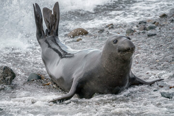 Northern Elephant Seal immature bull